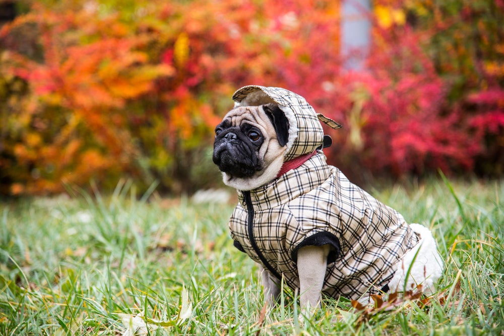 cachorro no frio: cão usando roupinha de cachorro