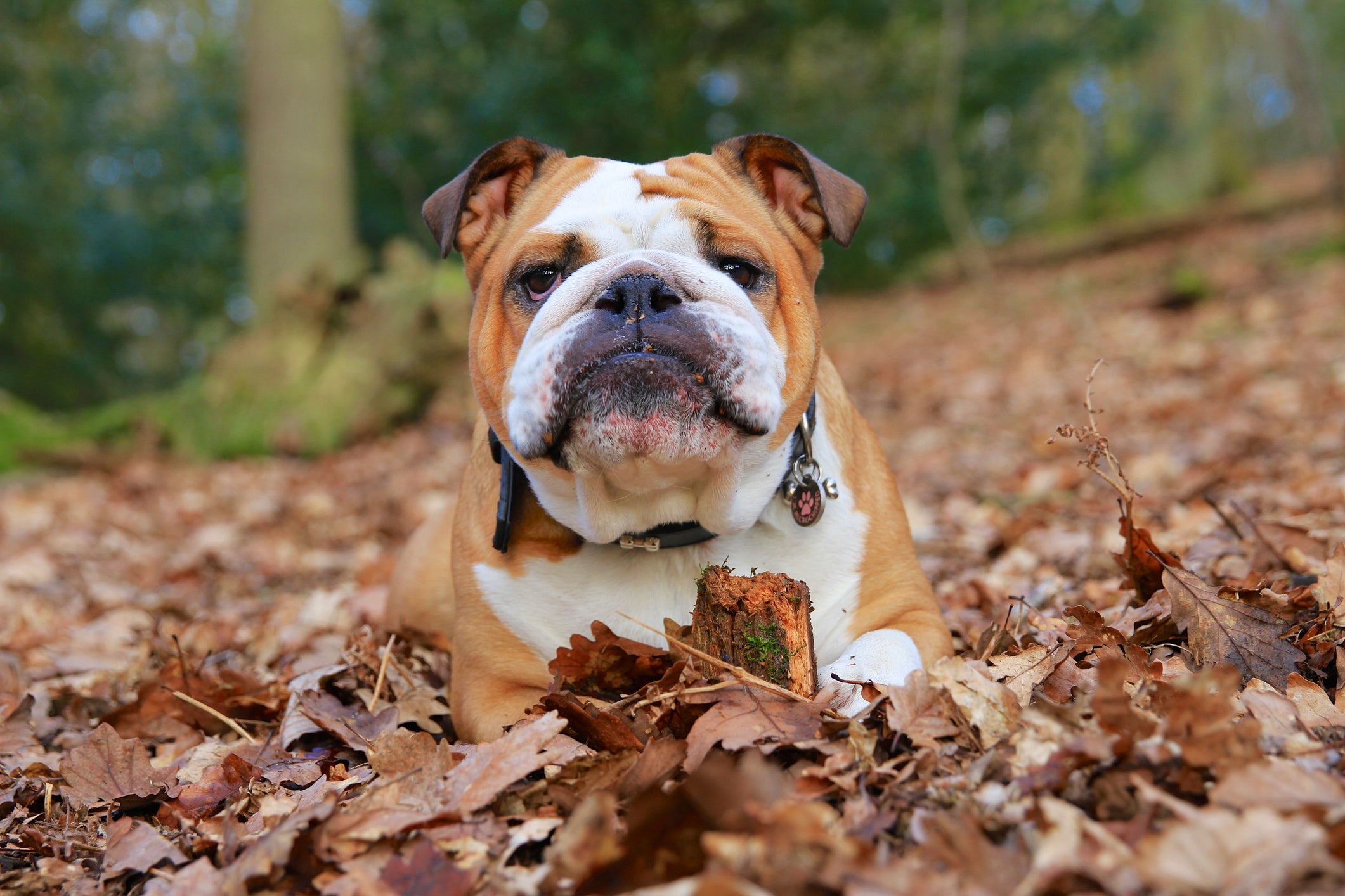Bulldog Inglês deitado em cima de folhas do outono