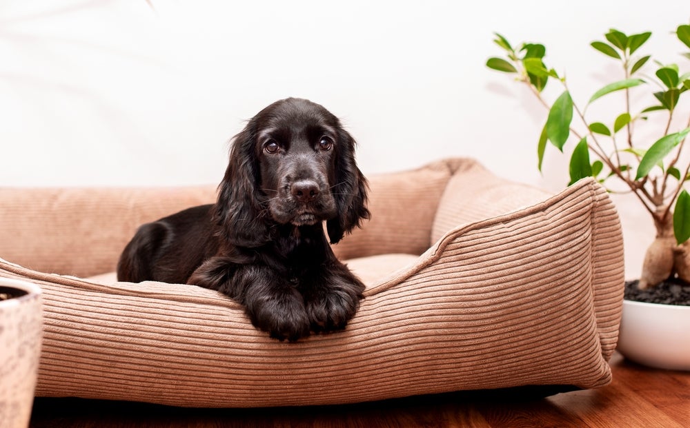 como evitar cachorro no sofá: cão deitado na caminha do lado do sofá