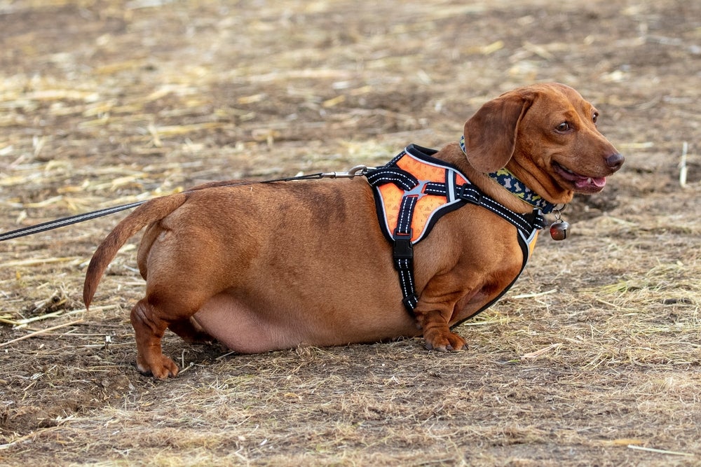 cachorro obeso da raça Dachshund ao ar livre de coleira