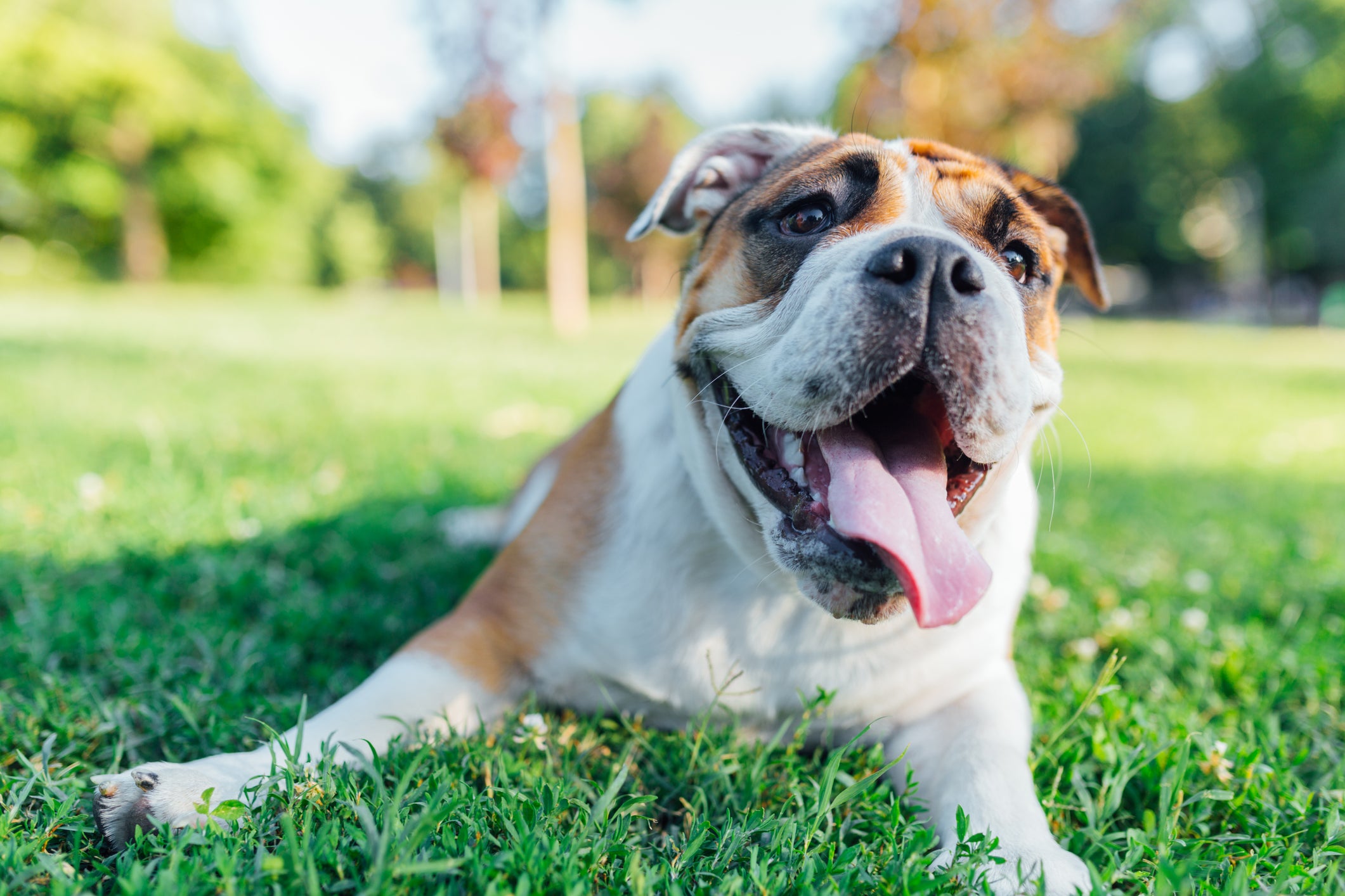 Cachorro ofegante deitado na grama com a língua para fora