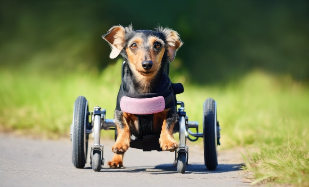 cachorro paraplégico usando cadeira de rodas