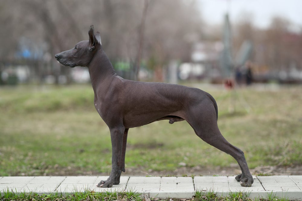 cachorro pelado mexicano na rua