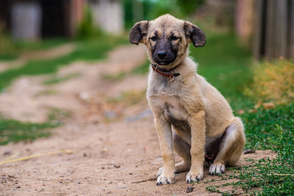 Cachorro perdido na rua usando um coleira no pescoço