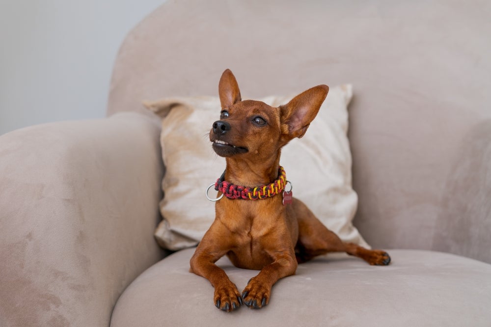 cachorro pinscher sentado no sofá