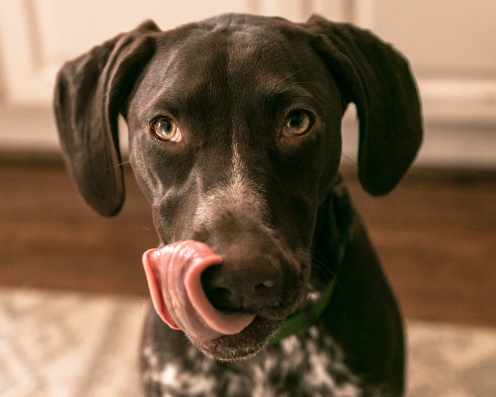 cachorro pode comer amendoim: cão com língua para fora