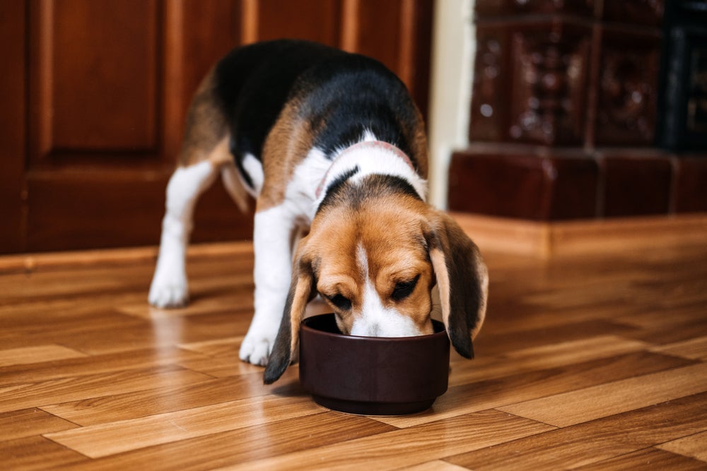 cachorro pode comer carne de porco: cão comendo no pote de ração
