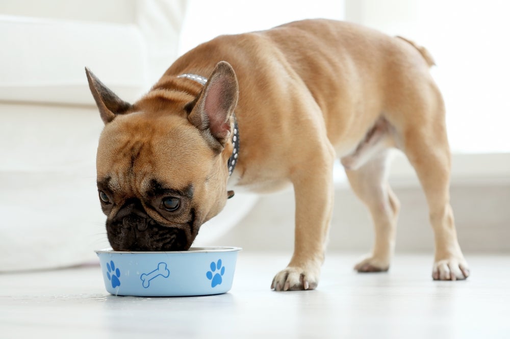 cachorro pode comer fígado: cachorro comendo