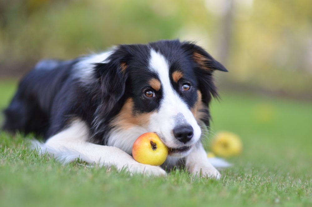cachorro pode comer maçã: cão comendo maçã no jardim