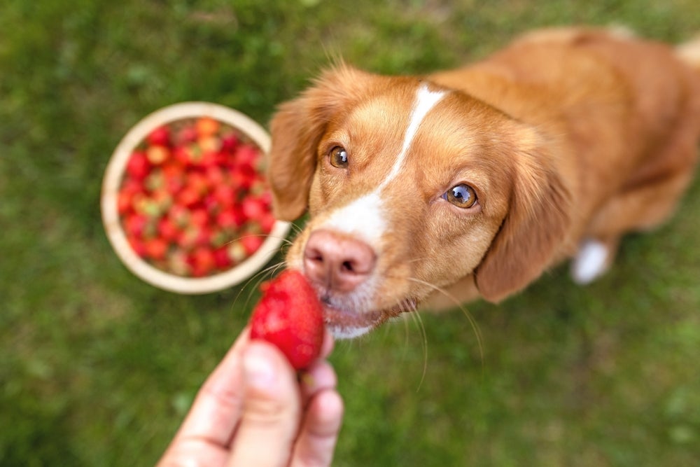 cachorro pode comer morango: cão comendo morango