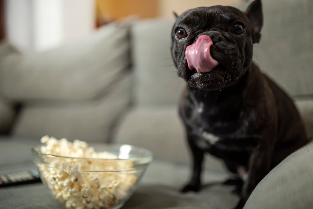 cachorro comendo pipoca para cachorro