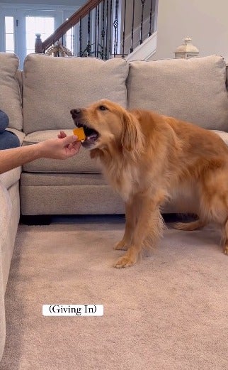 cachorro comendo queijo da mão do tutor
