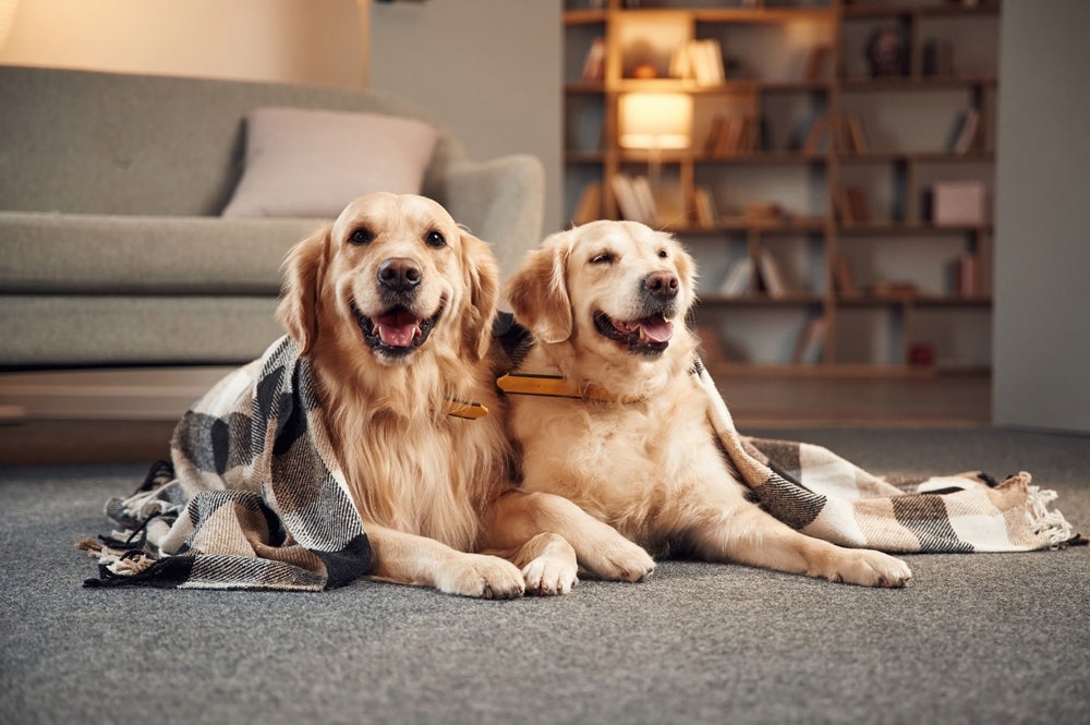 comportamento canino: dois cães sentados no chão cobertos com manta