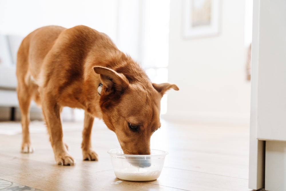 cachorro pode tomar leite: cão bebendo leite em casa