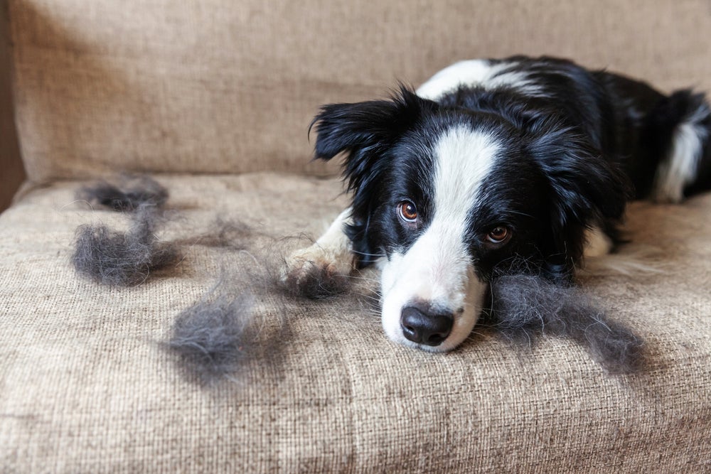 cachorro soltando muito pelo no sofá