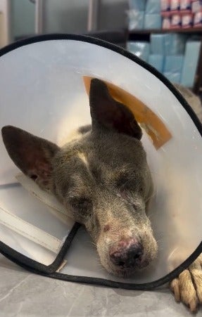 cachorro resgatado dormindo usando cone elizabetano 