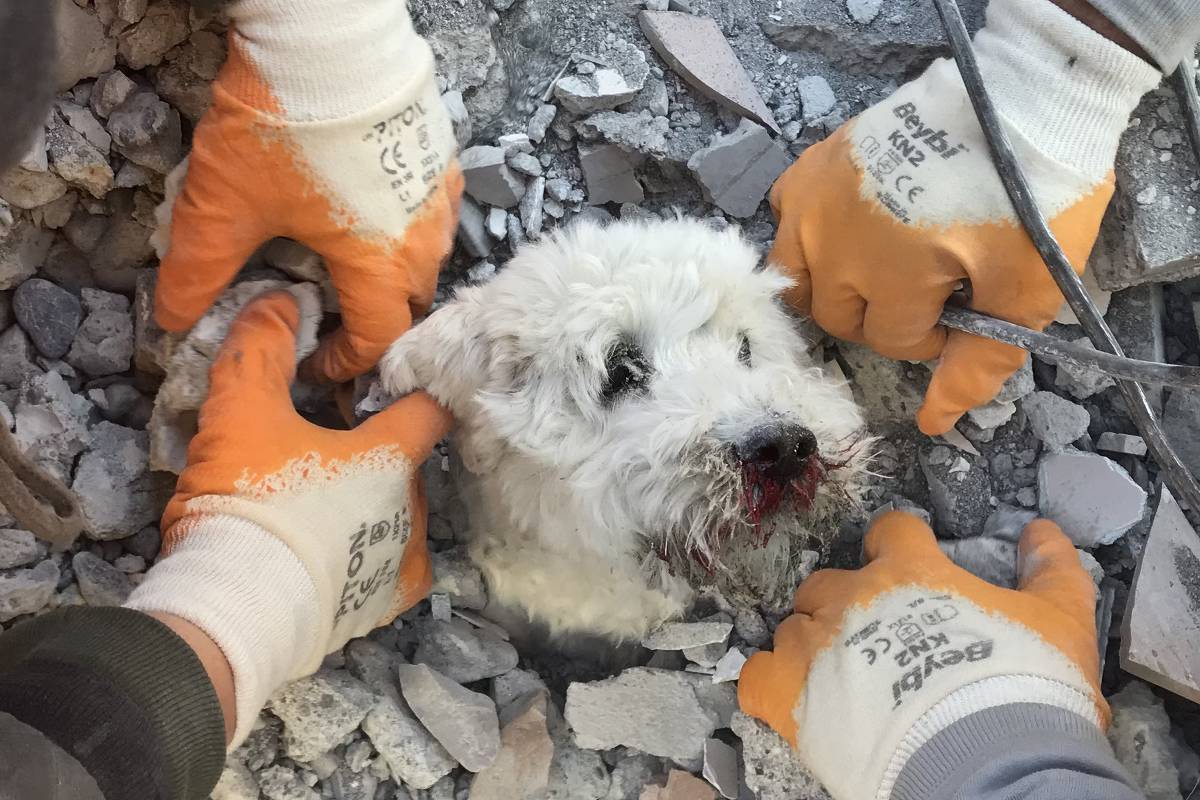 cachorro resgatado de terremoto na turquia