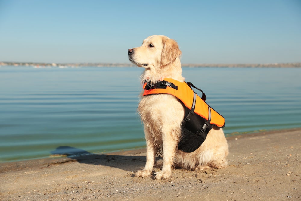 cachorro salva vidas na praia