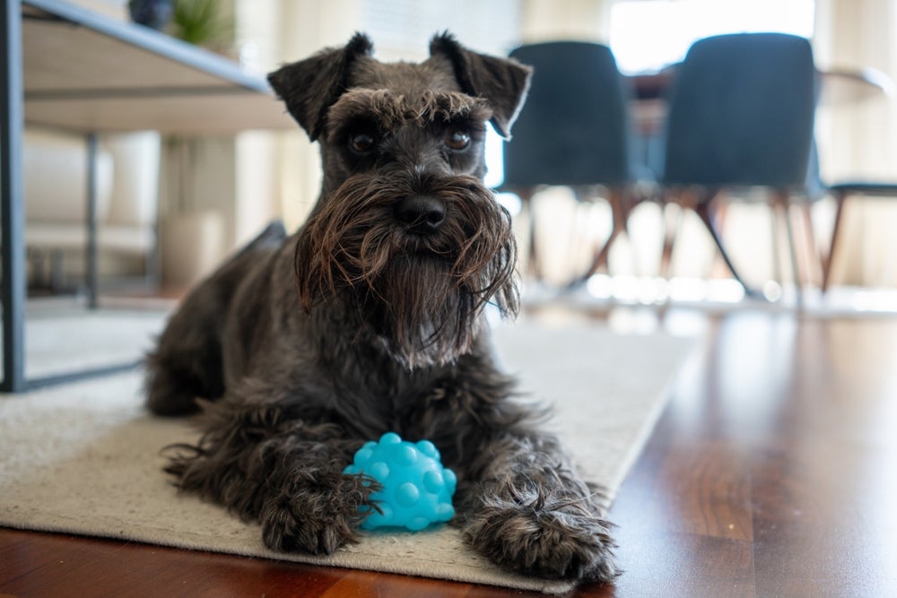 cachorro schnauzer brincando no apartamento