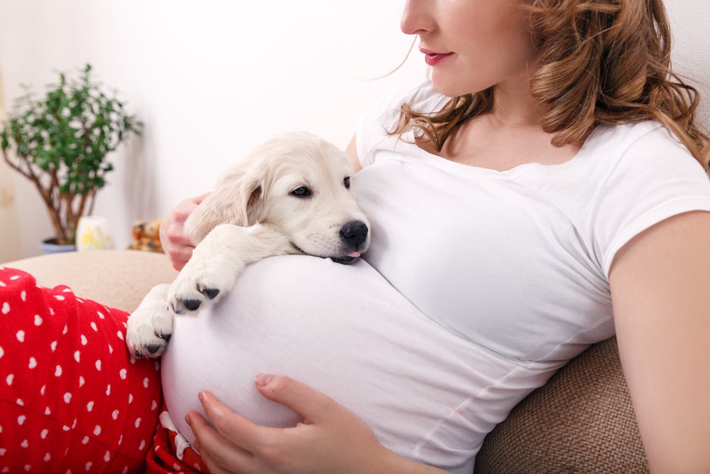 cachorro sente gravidez: cão deitado na barriga de mulher grávida