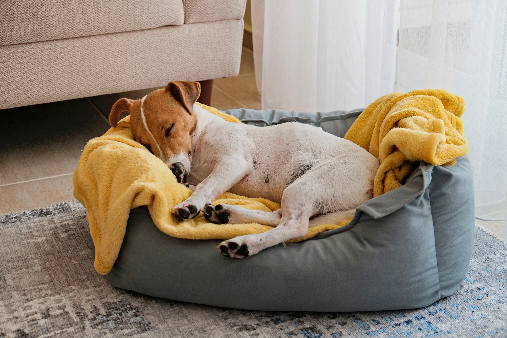 Jack Russel dormindo na caminha