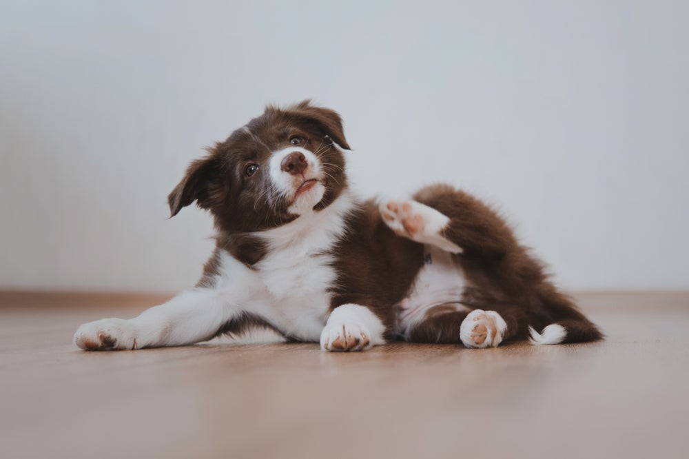 cachorro tem piolho: cão se coçando