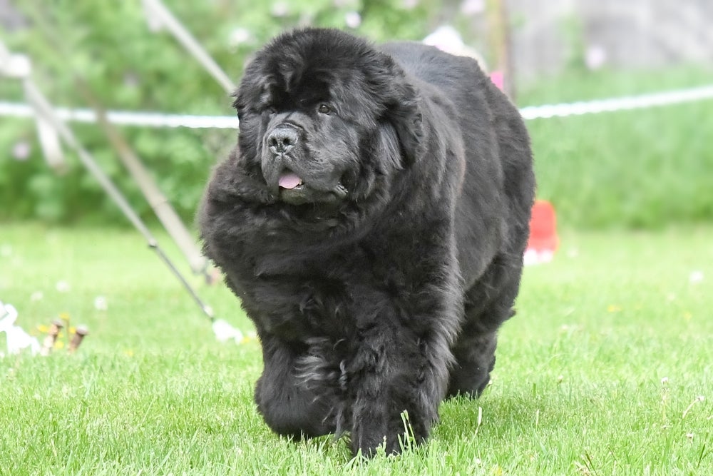 cachorro terra nova