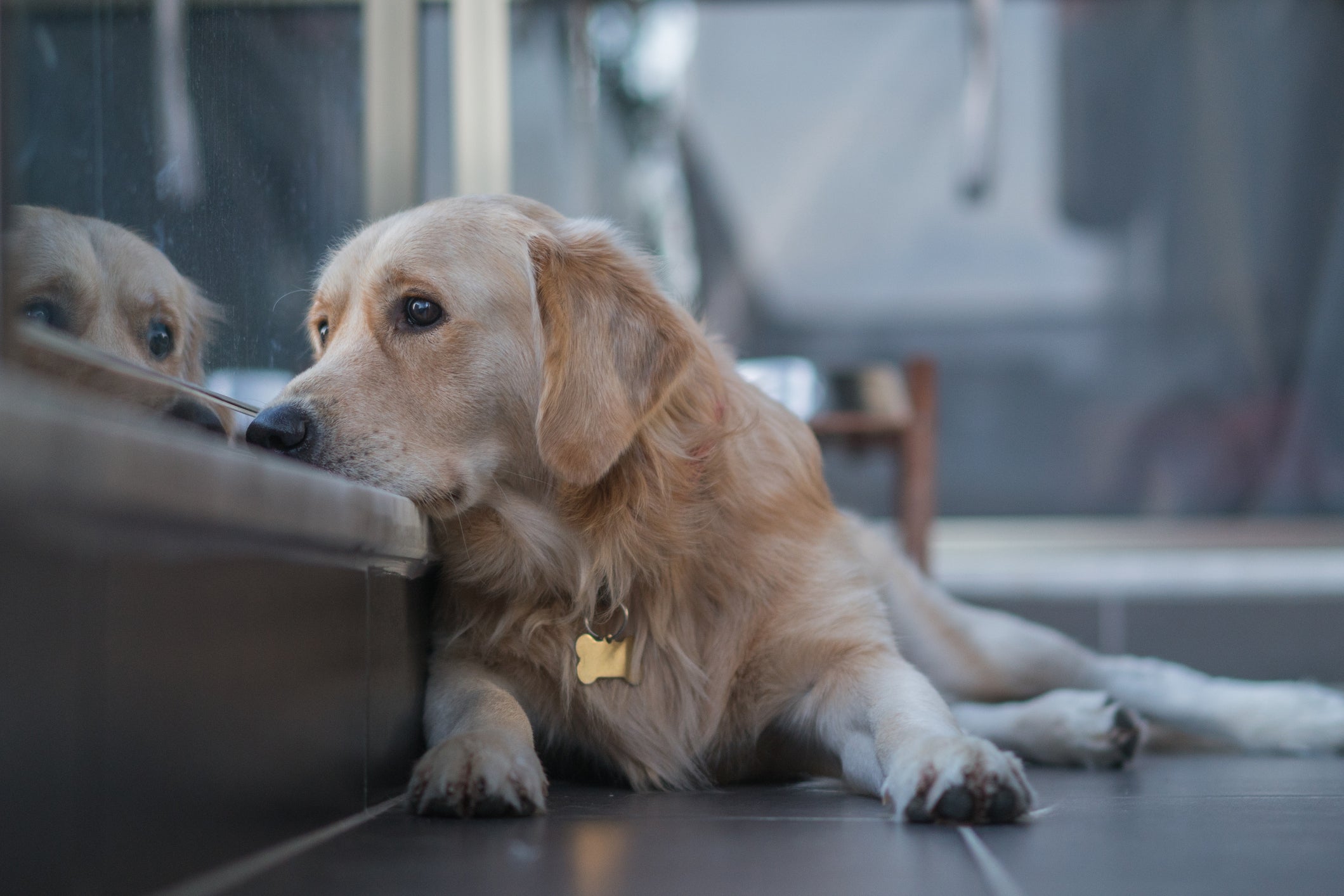 cachorro triste da raça Golden deitado no chão olhando a rua através de porta de vidro 