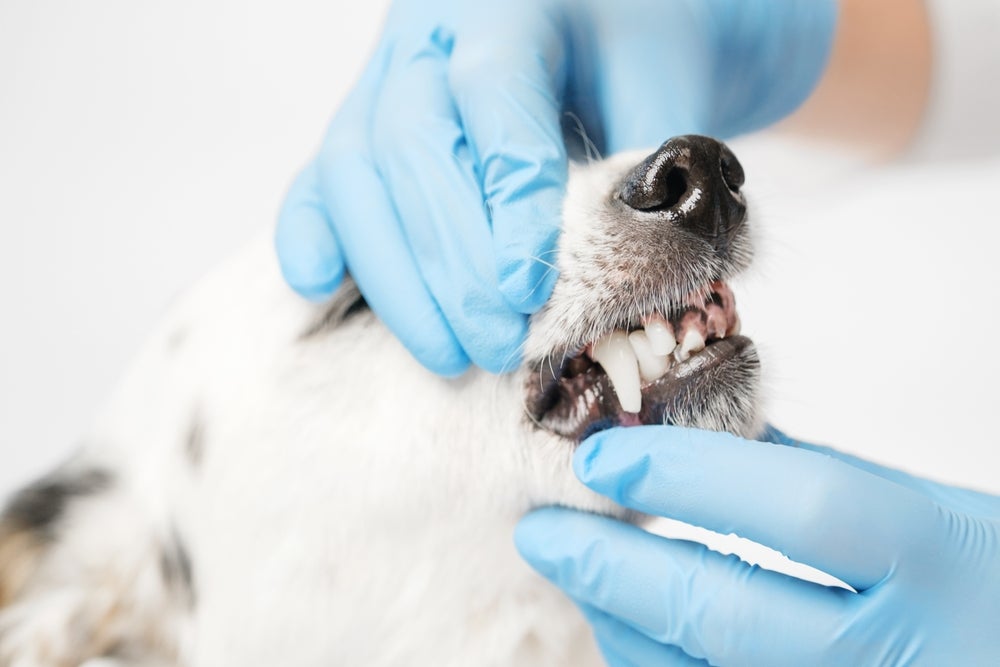 cachorro troca de dente: dente de cachorro