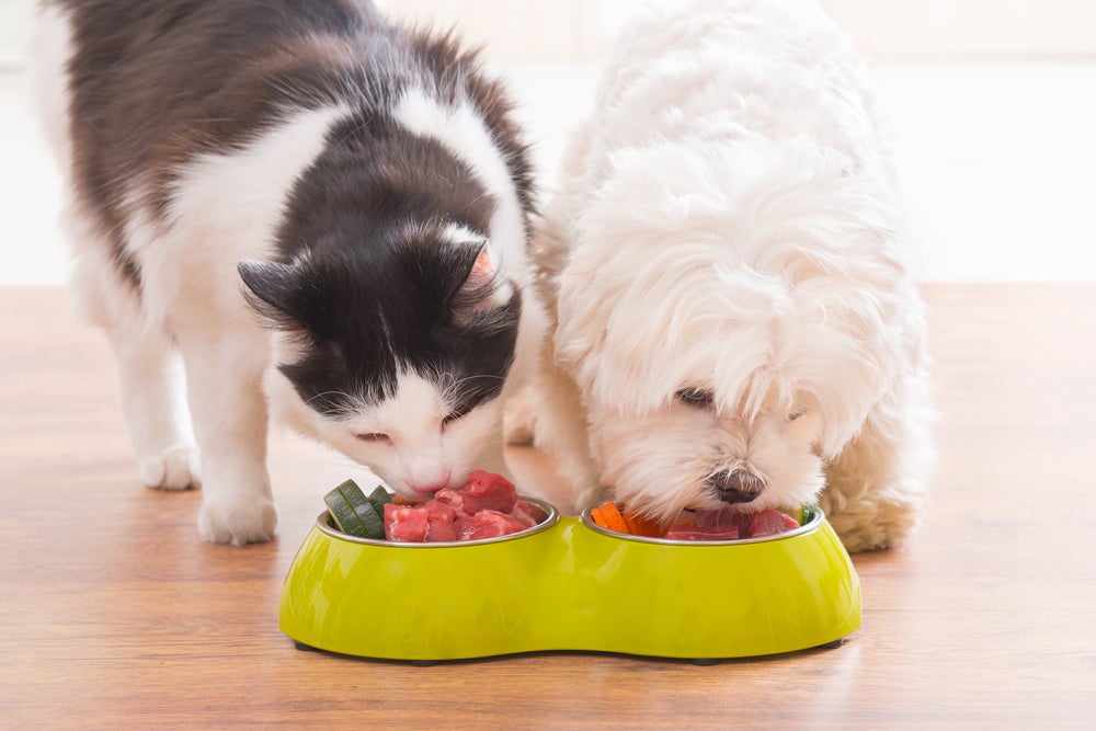 cachorro vegetariano comendo alimentação natural para cães