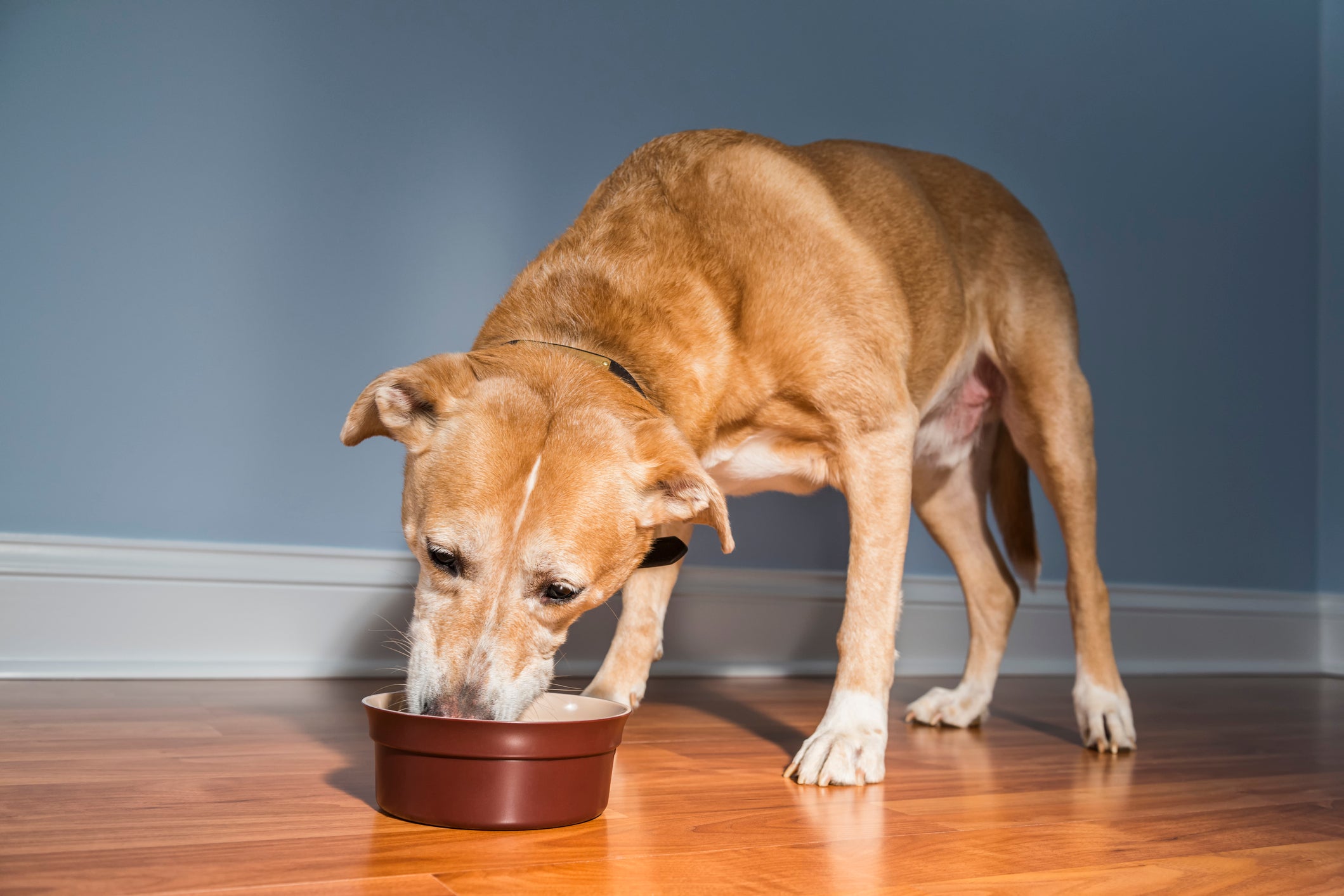 cachorro comendo