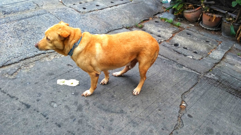 cachorro vomitando amarelo