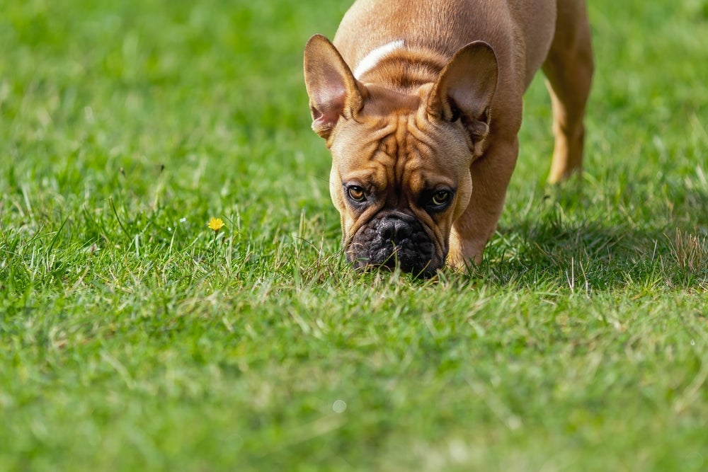 cachorro vomitando espuma branca: cão comendo grama 