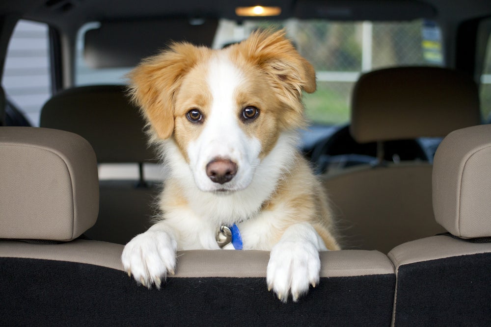 cachorro vomitando no carro: cão no carro
