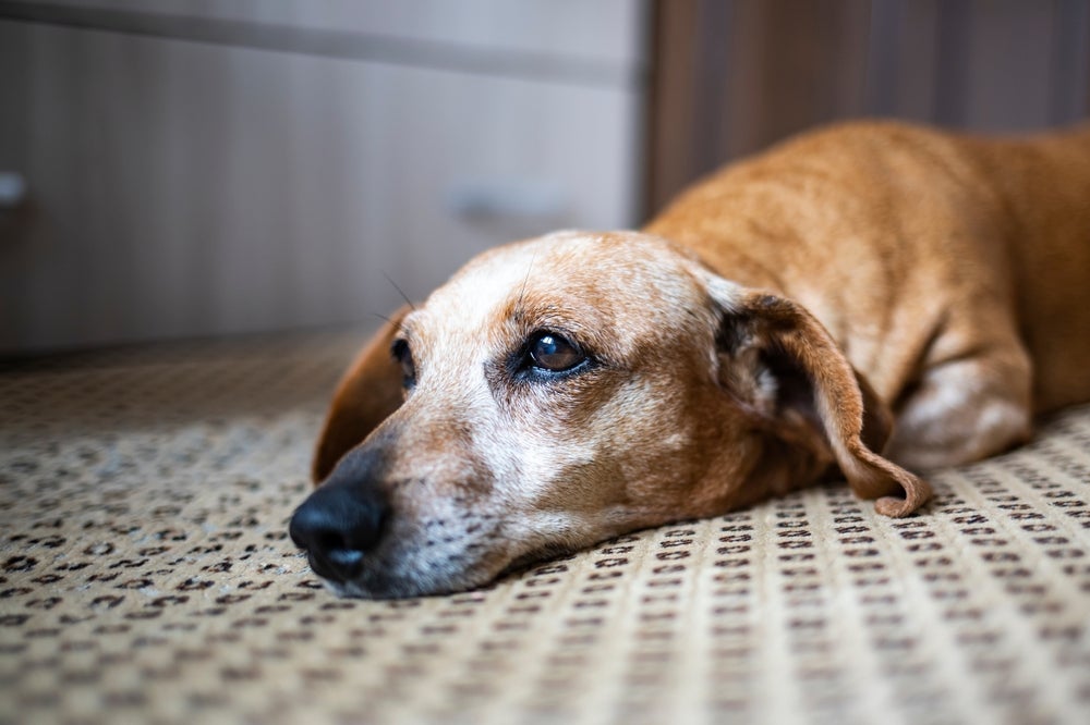 cachorro vomitando ração: cão doente deitado na caminha