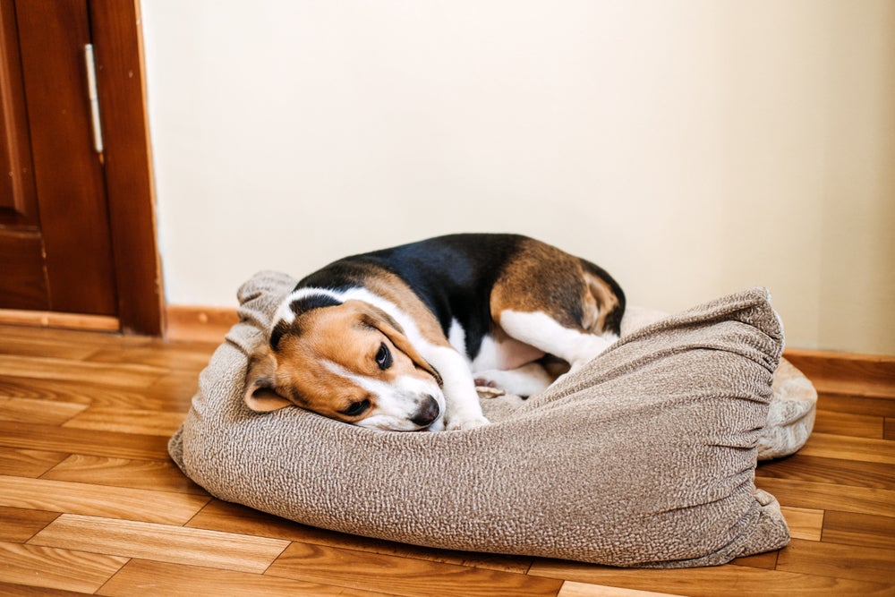 cachorro vomitando: cão doente deitado na caminha