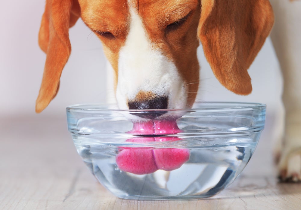 cachorro vomitando: cão bebendo água