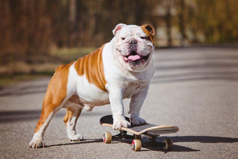 Cachorro andando de skate da raça Bulldog Inglês
