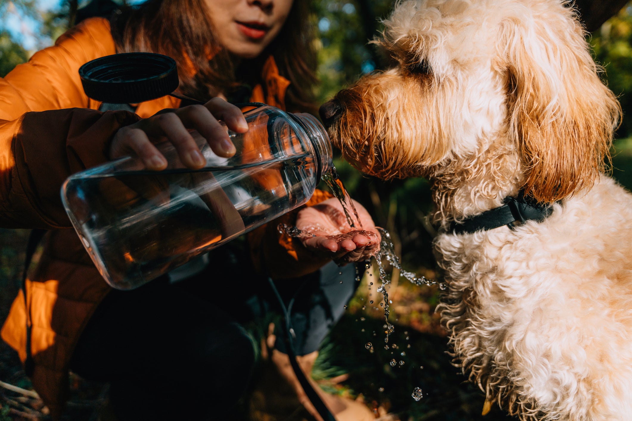 Turora dando água para cachorro direto de garrafa
