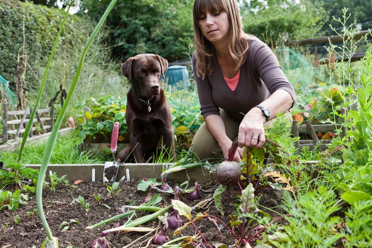 Mulher colhendo beterrabas em uma horta com o cachorro Labrador ao lado