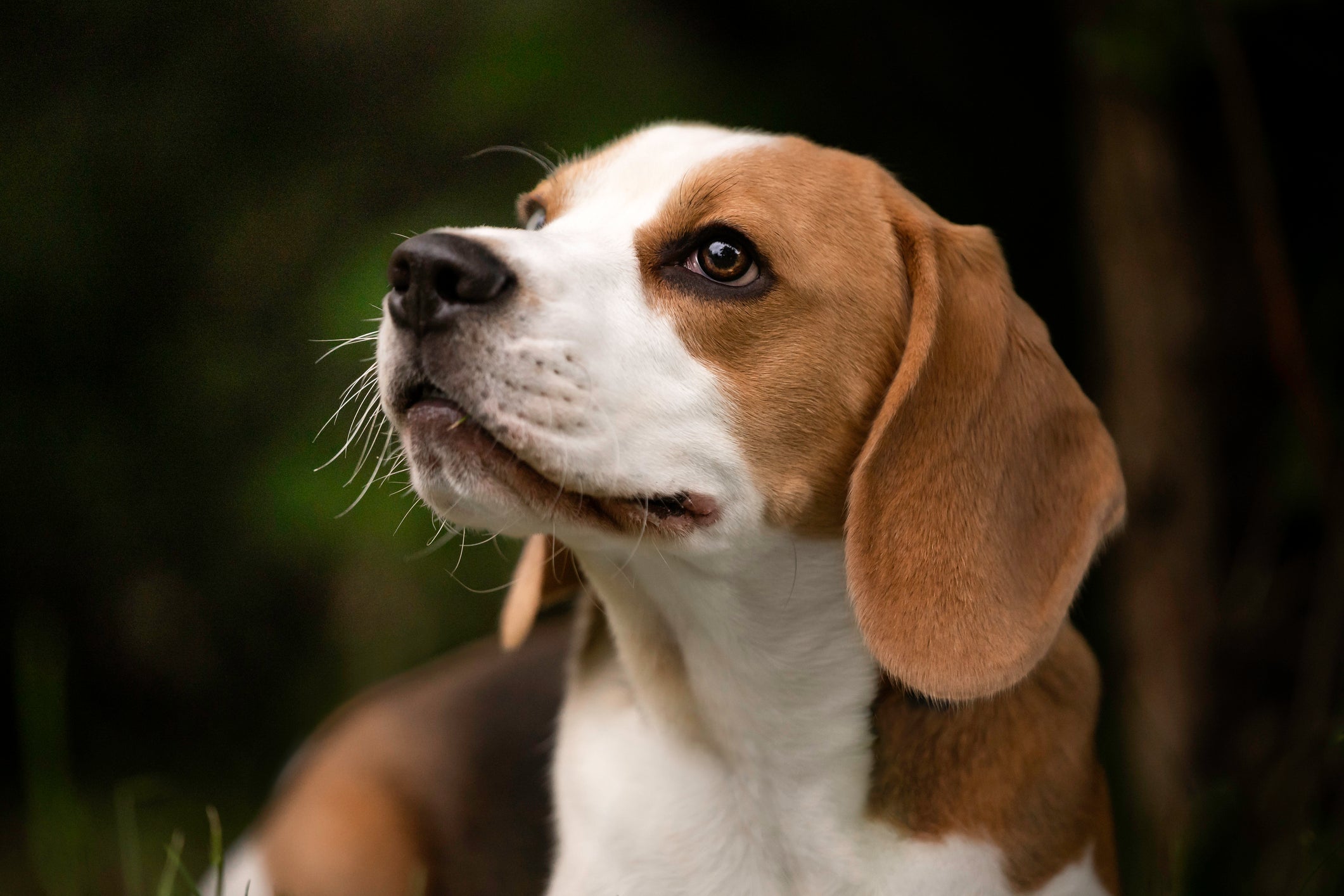 Beagle jovem olhando para cima em fundo de natureza