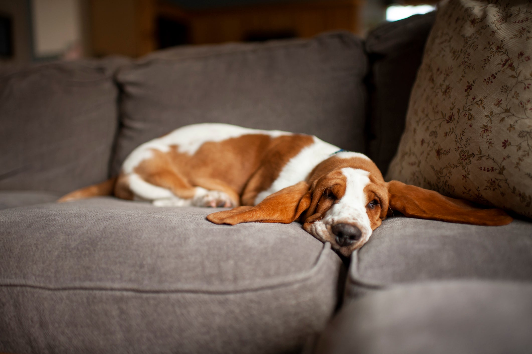 Cão Basset Hound deitado em sofá