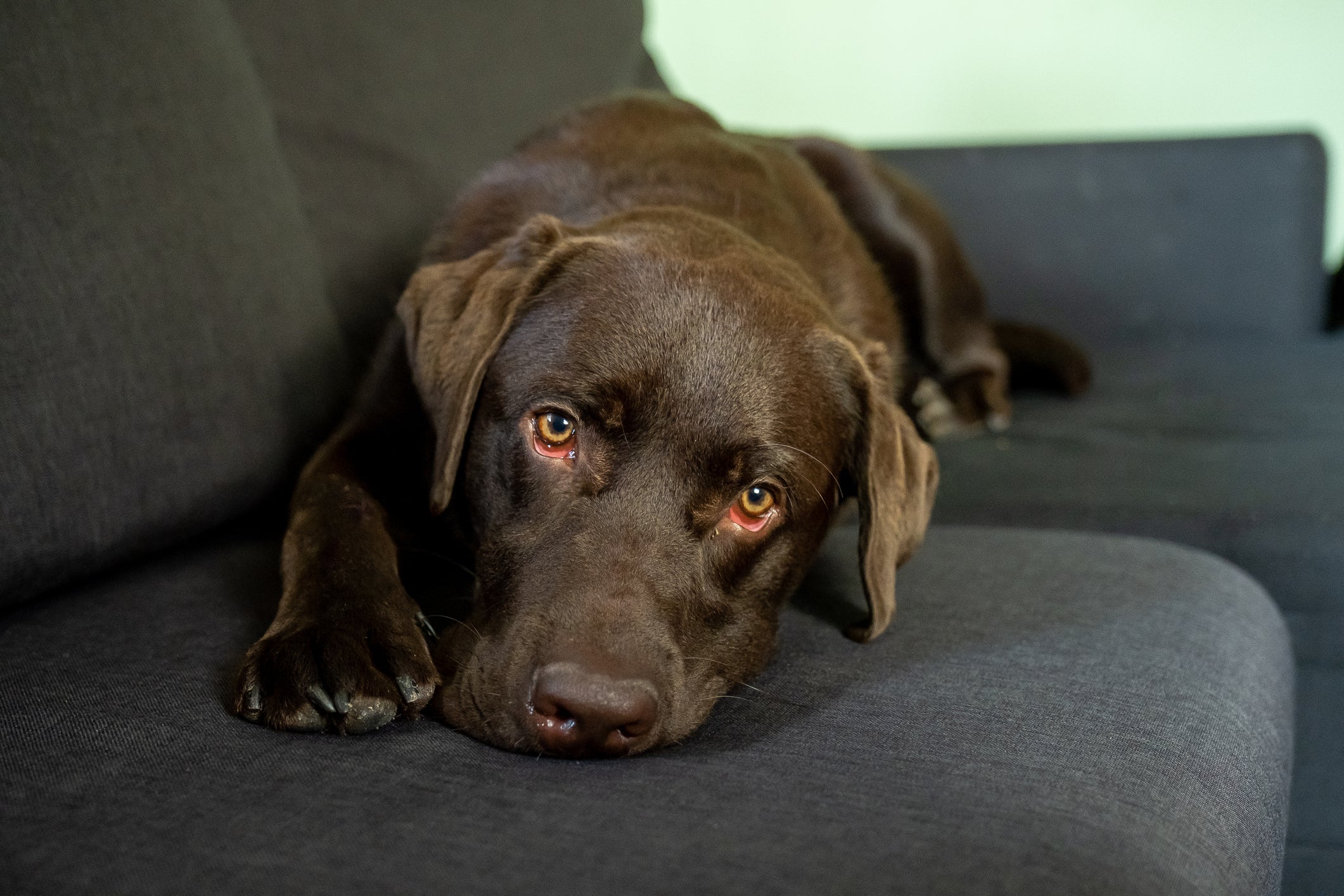 Labrador marrom deitado em sofá