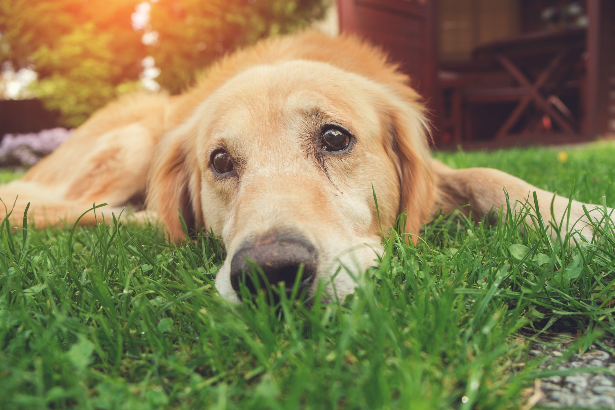 Cachorro amarelo deitado na grama com semblante triste