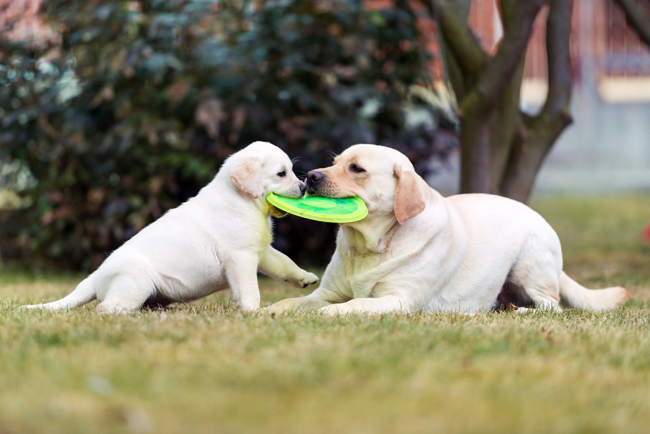 Cachorro e filhote mordendo mesmo disco de brincar em local com gramado