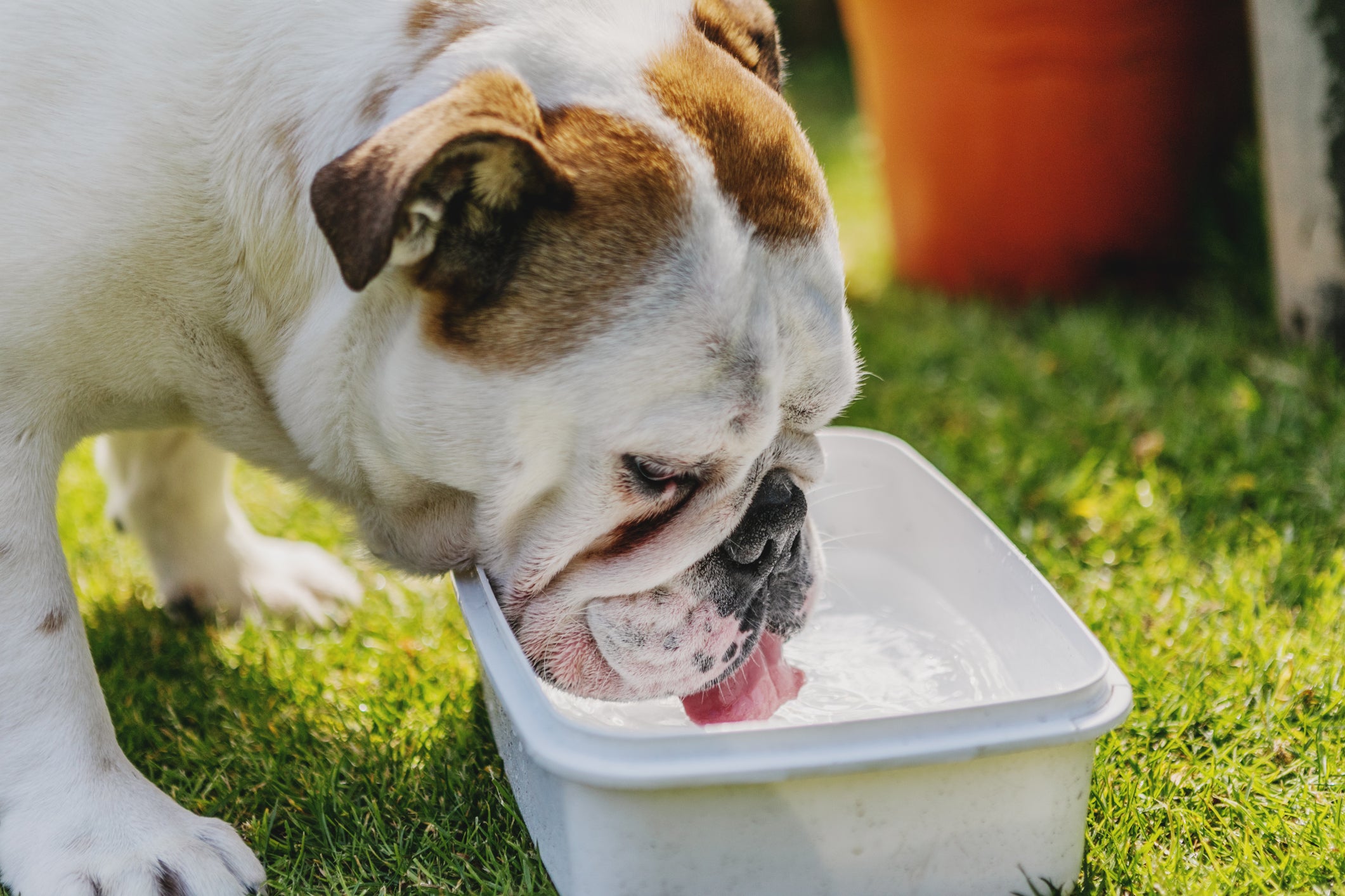 cachorro com calor bebendo água em vasilha