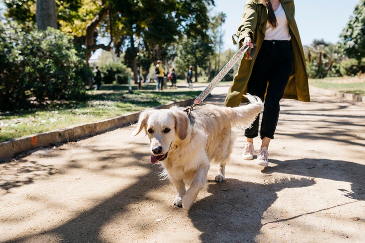 Cachorro Golden Retriever passeando com a dona em parque