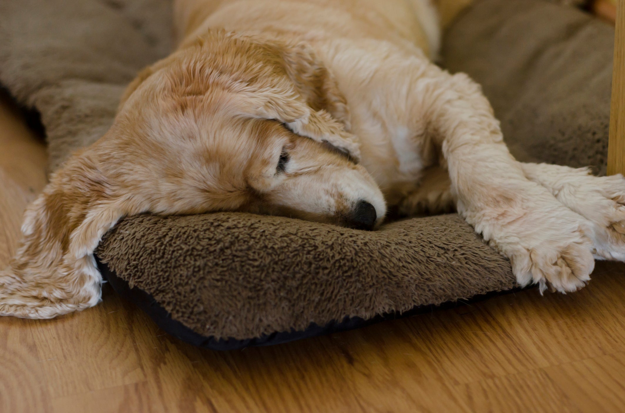 Cachorro deitado em colcha aparentando estar doente e/ou cansado