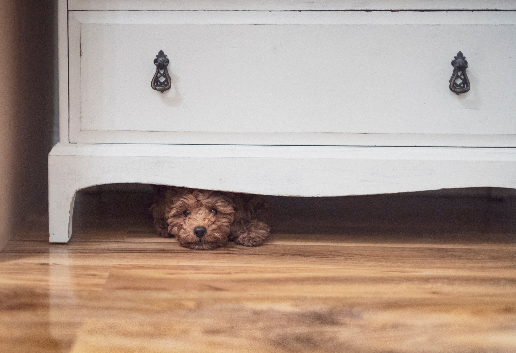 Cãozinho escondido embaixo de móvel branco