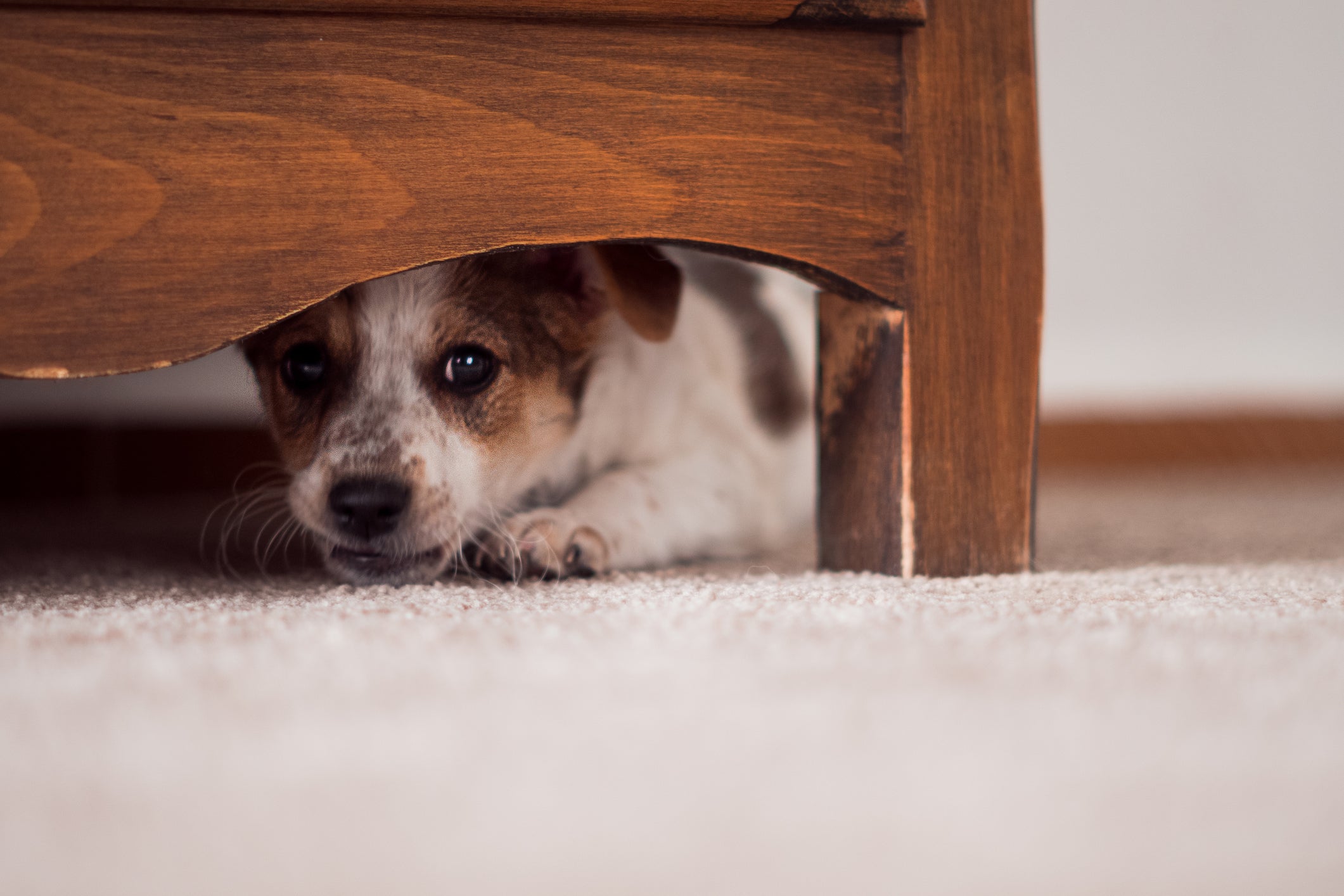 Cachorro escondido embaixo de móvel
